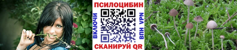 где купить наркотик Приморск Галлюциногенные грибы Psilocybine cubensis